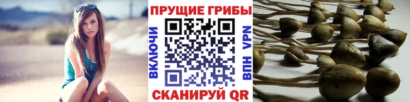 Купить  Артёмовск  Галлюциногенные грибы GOLDEN TEACHER 